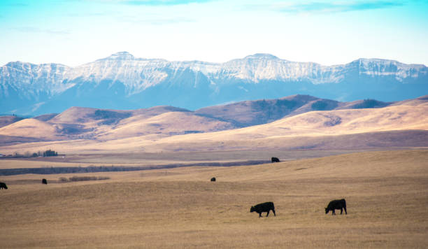 istock Alberta foothills and mountains with cattle and grasslands 870261600