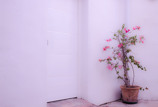 Flower in the pot. White wall and door. Beautiful pink flowers. Puerto Banus, Marbella, Andalusia, Spain.