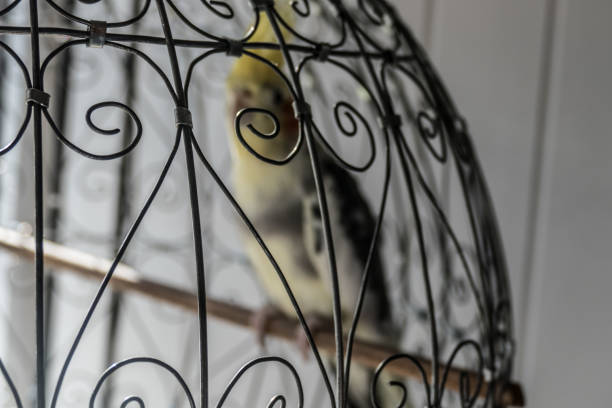 Cockatoo in a metal cage