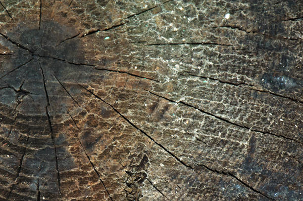 istock Front view of dark grey  old timber texture or background. Copy space. Place for text. graphical resource 870265562