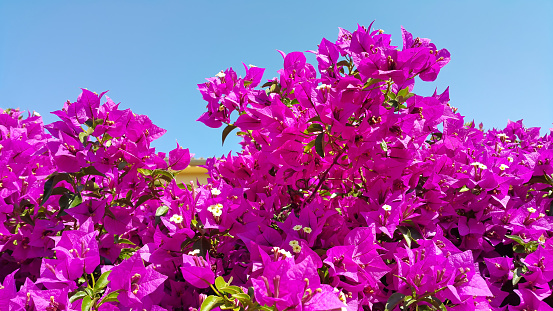 Stock photo showing close-up view of pretty bright pink bougainvillea bracts surrounding yellow flowers in the summer sunshine. These exotic pink bougainvillea flowers and colourful bracts are popular in the garden, often being grown as summer climbing plants, ornamental vines or flowering houseplants, in tropical hanging baskets or as patio pot plants.