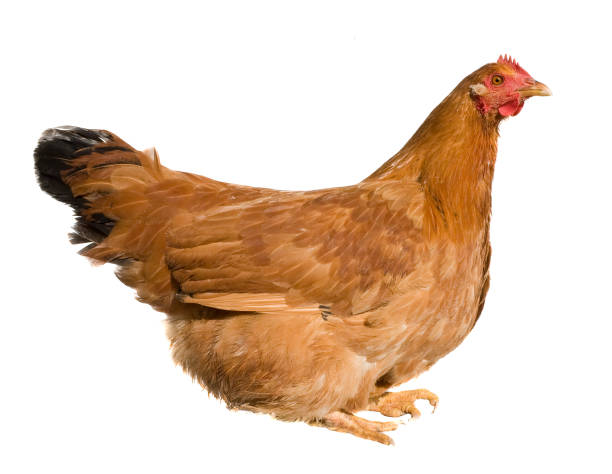 istock Adult brown chicken isolated on white background 870271376
