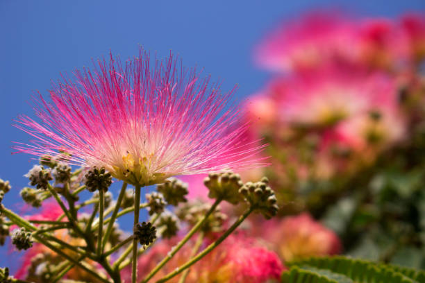 Albizia julibrissin. Beautiful pink flowers. Tropical Mediterranean tree.