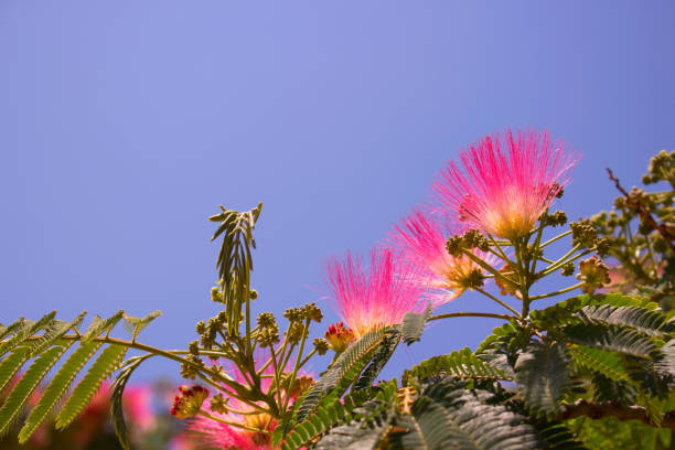 istock Albizia julibrissin. 870273674