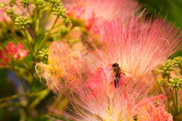 istock Albizia julibrissin. 870273932