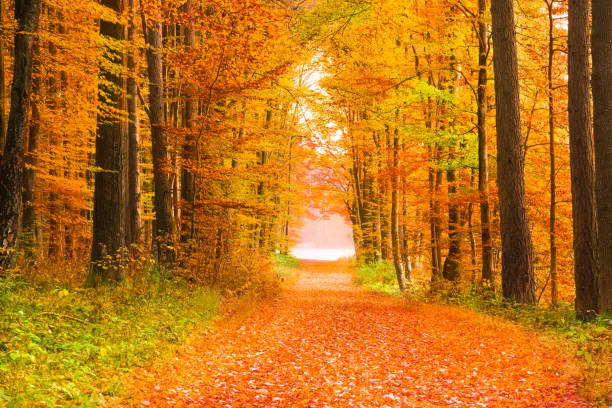 가을-독일에서 바바리아 숲에 경로 - treelined single lane road lumber industry footpath 뉴스 사진 이미지