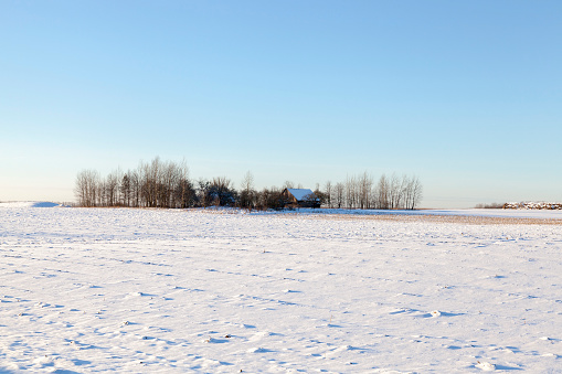 abandoned wooden farm house in the winter season, on the territory near the house grow bare deciduous trees