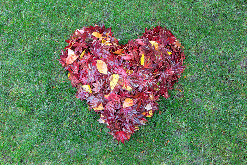 Fallen red maple tree leaves raked into heart shape on green grass lawn in autumn fall season USA