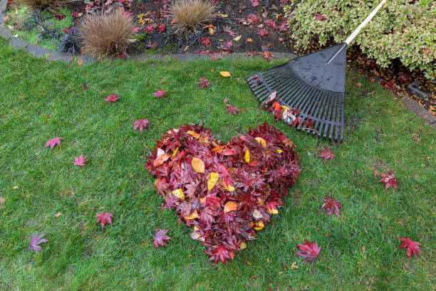 Fallen red maple tree leaves raked into heart shape on green grass with rake fall season Fallen red maple tree leaves raked into heart shape on green grass lawn with rake broom in autumn fall season fall lawn stock pictures, royalty-free photos & images