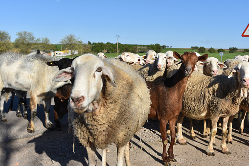 A flock of sheep and goats appears on a country road in winter