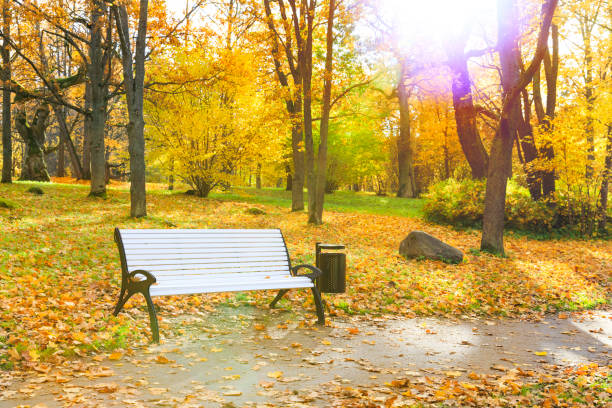 istock White bench in a park in autumn 870283772