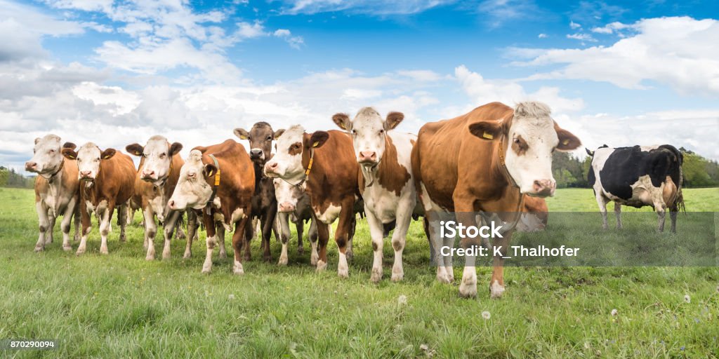 Herde Kühe auf einer Weide in Bayern - Deutschland - Lizenzfrei Hausrind Stock-Foto