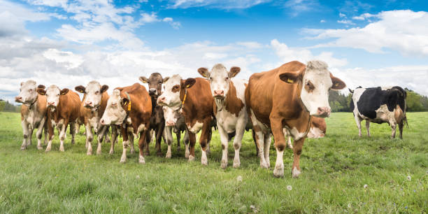 herde kühe auf einer weide in bayern - deutschland - allgau field landscape bavaria stock-fotos und bilder