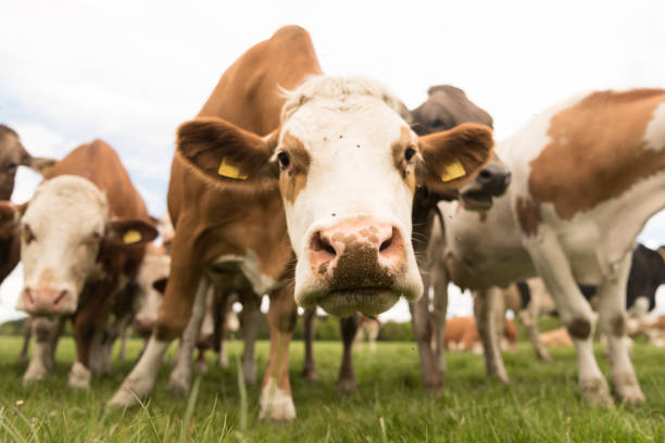 troupeau de vaches dans un pâturage en bavière - allemagne - allgau field landscape bavaria photos et images de collection