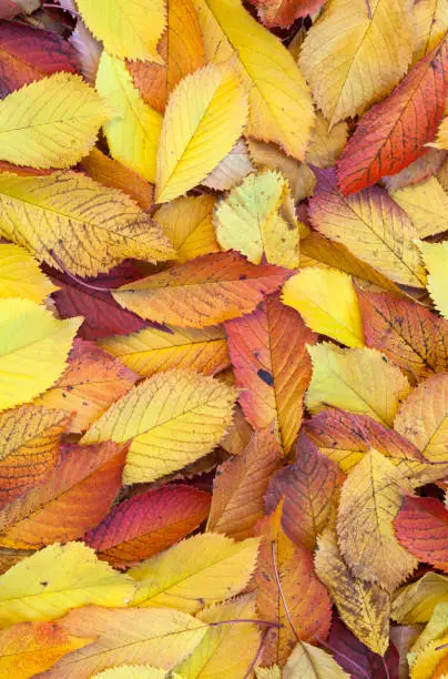 yellow orange autumn leaves lying in the faded foliage
