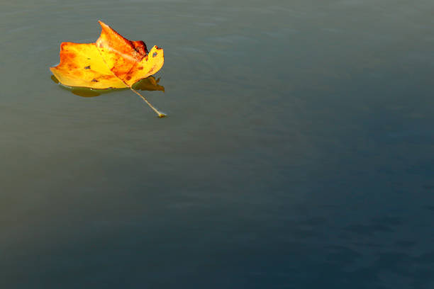 istock Autumn at Moraine View State Park 870296130
