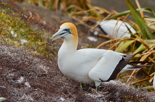 Australasian Gannets at the Muriwai Gannet Colony on the North Island, New Zealand.
