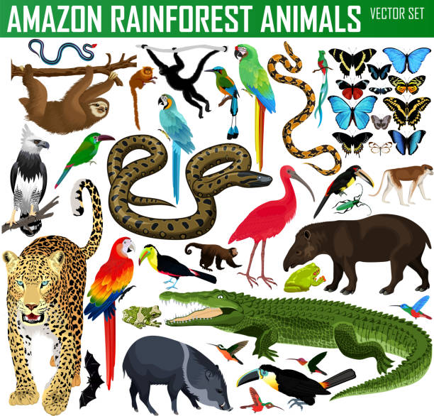 große reihe von vektor amazonas regenwald dschungeltiere - scharlachsichler stock-grafiken, -clipart, -cartoons und -symbole