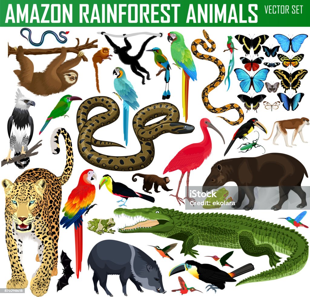 큰 벡터 아마존 열대우림 정글 동물의 설정 - 로열티 프리 앨리게이터 벡터 아트