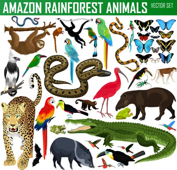 Vector illustration of big set of vector amazon rainforest jungle animals