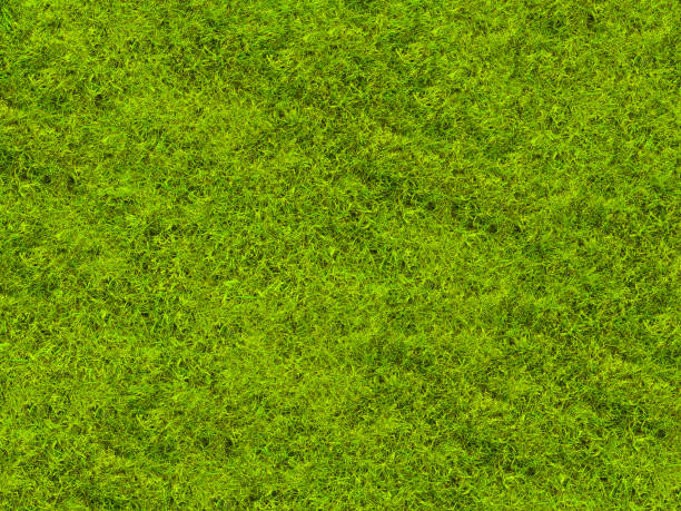 istock Background of green grass. Texture green lawn 870299084
