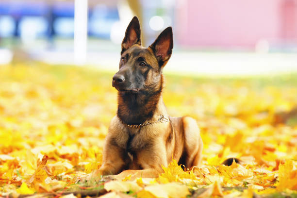 giovane cane pastore belga malinois sdraiato in foglie d'acero cadute in autunno - belgian sheepdog foto e immagini stock