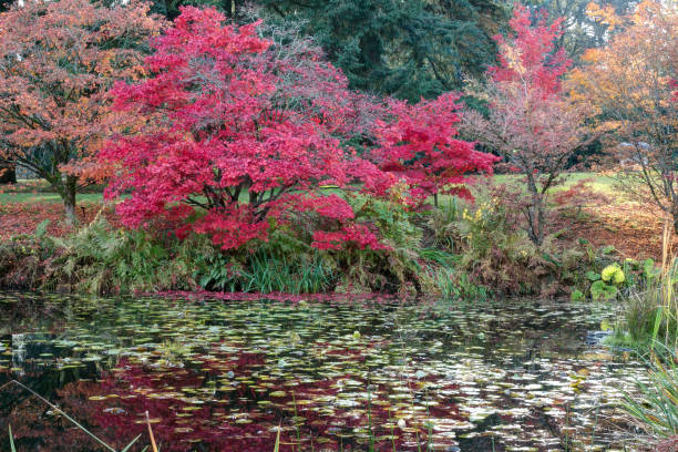 istock Japanese maple trees in a park in Canada in autumn 870309800
