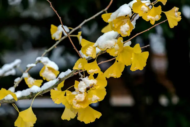 yellow leaves of a maidenhair tree bearing early snow