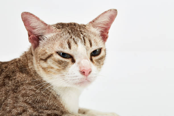 istock American Short hair cat lying on white 870329350