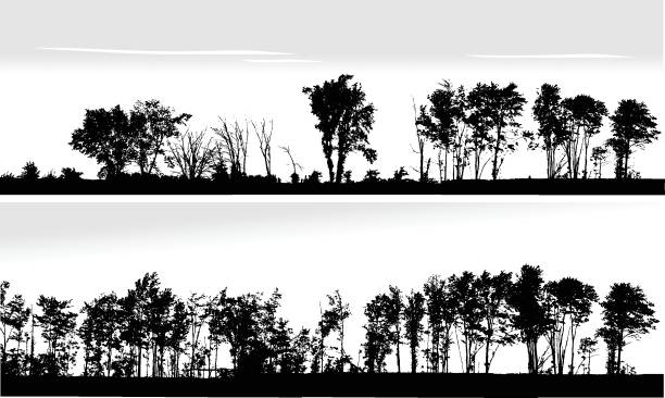 아름 다운 자연 treeline - tree outline branch forest stock illustrations