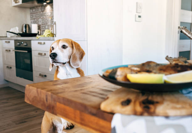 istock Beagle try to filch fresh fried fish from table 870330518