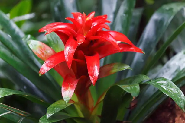 Photo of Idyllic Bromeliad Flower head Nidularium blossom bloom, delicate colorful plants - Beautiful Guzmania landscape - Botanical family: Bromeliaceae - Tropical plants in Brazilian Amazon rainforest and Pantanal Wetlands - Brazil