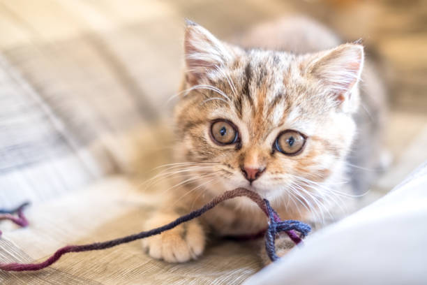 istock Kitten of cute british chinchilla 870341680