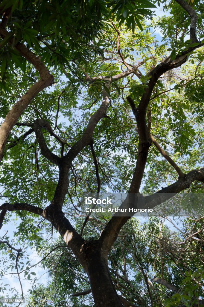 Bottom Branch Tree Viewed From Bottom Branches And Leaves Forming A Beautiful Image ...