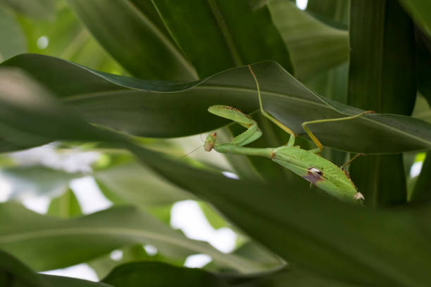 istock Beautiful large mantis closeup. Green leaves. 870345936