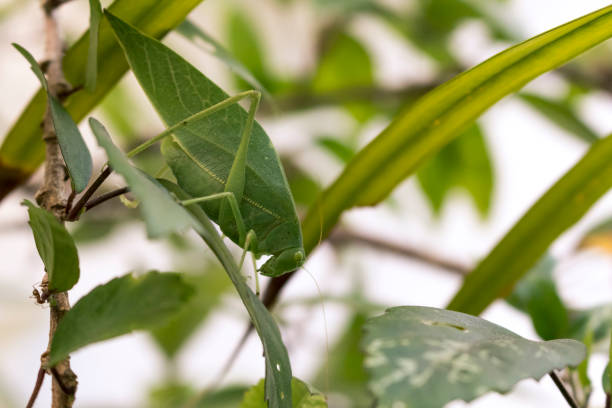 istock Katydid on leaf. Beautiful bug closeup, Nature detail. 870345944