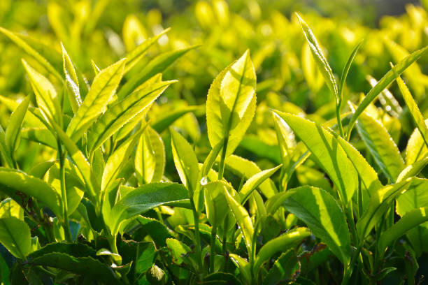 istock Tea plantation in India 870349048