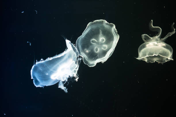 istock Translucent jellyfish in dark water. 870354622