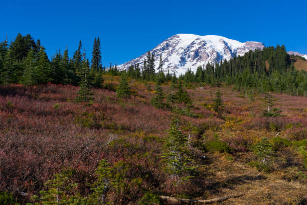 istock Mt Rainier from Paradise Recreational Area 870358474