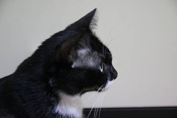 istock Black Cat close up -Stock Image 870362124