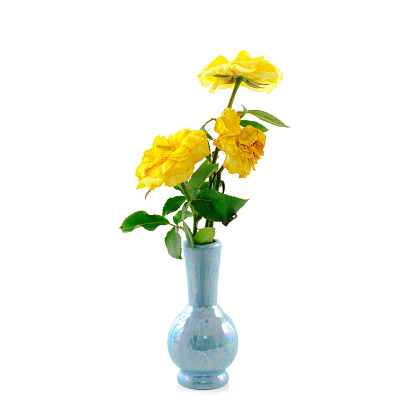 withered rose in vase isolated on white background with Clipping Path