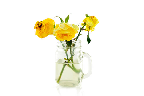 withered rose in vase isolated on white background
