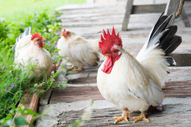 White chicken family in the garden White chickens in the garden bantam stock pictures, royalty-free photos & images