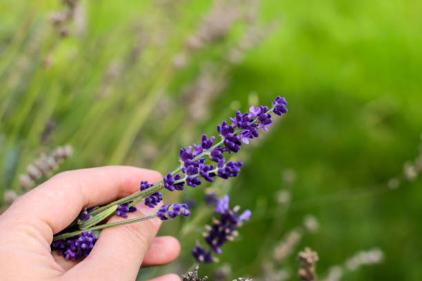 istock Farm Fresh Lavender for Harvest 870370922