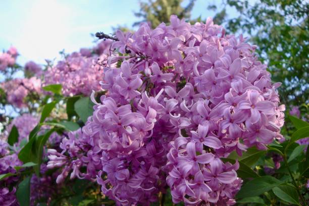 istock Close up view of Chinese Lilac blossoms 870371132