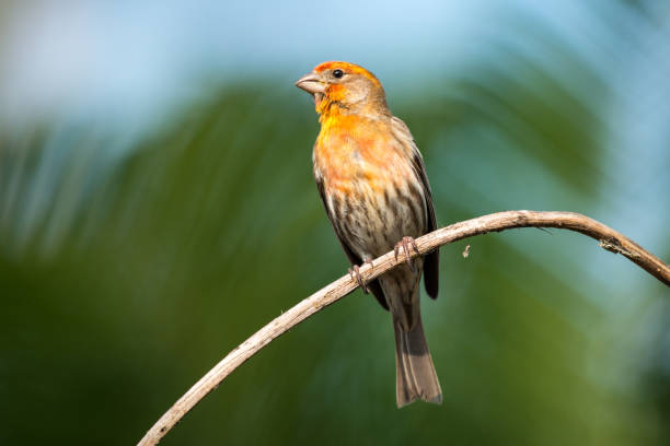 istock House finch 870375034