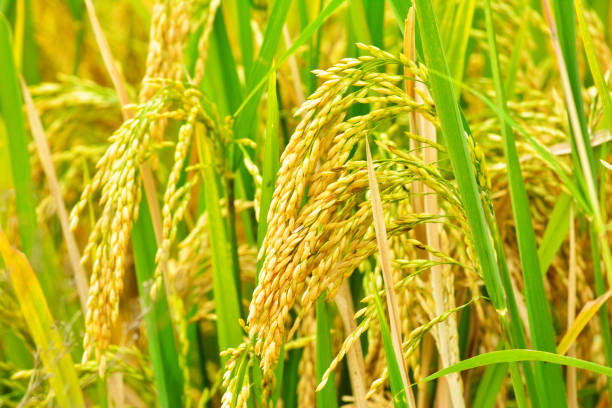 primer plano de campo de arroz - arroz grano fotos fotografías e imágenes de stock