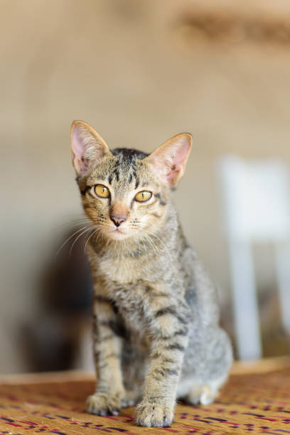 istock Close up of kitten sitting on the mat 870381312