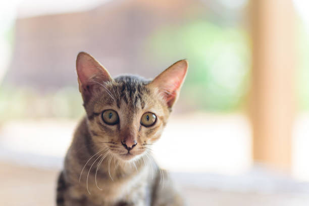 istock Close up of kitten face 870381324