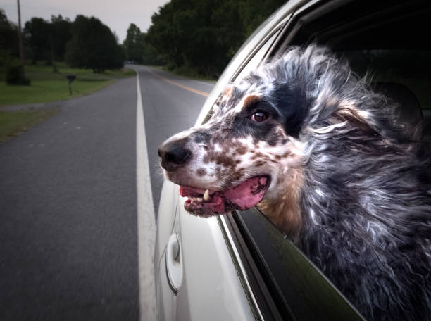 istock English Setter Dog 870381560